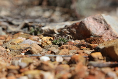 Trichodiadema marlothii