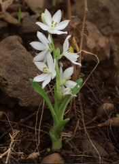 Chlorophytum tuberosum