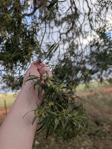 Bastard Sandalwood