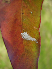 Eucalyptolyma maideni