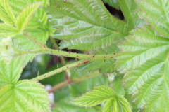 Rubus affinis, photograph Karen Eichholz, CC BY, iNaturalist via GBIF
