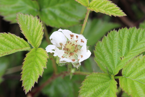 Rubus affinis, photograph 4