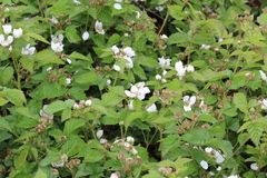 Rubus affinis, photograph Karen Eichholz, CC BY, iNaturalist via GBIF