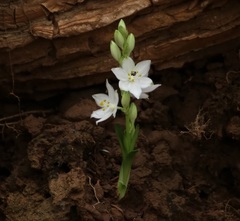 Chlorophytum tuberosum