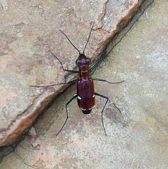 Micromentignatha oblongicollis
