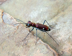 Micromentignatha oblongicollis