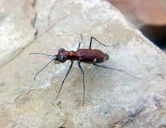 Micromentignatha oblongicollis