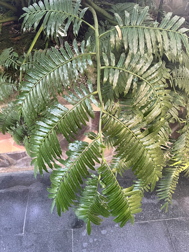 Angiopteris palmiformis iNat (2)