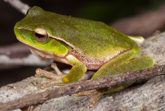 Ranoidea phyllochroa