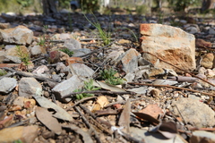 Trichodiadema marlothii