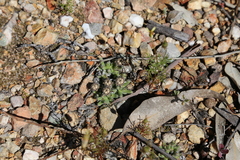 Trichodiadema marlothii