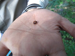 Ziziphus oenopolia