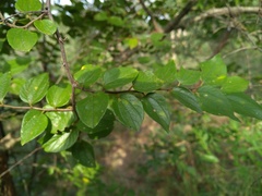 Ziziphus oenopolia