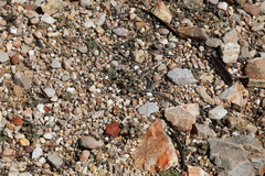 Trichodiadema marlothii