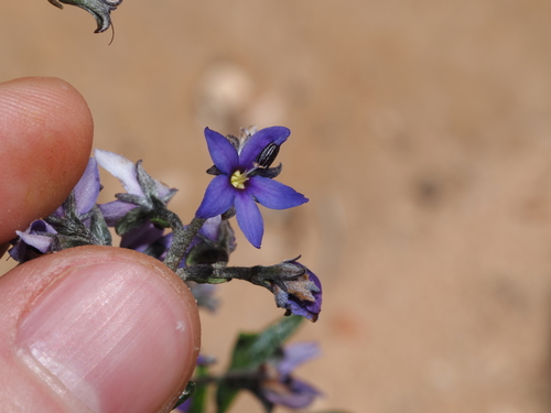 Lavender Halgania (Halgania andromedifolia)