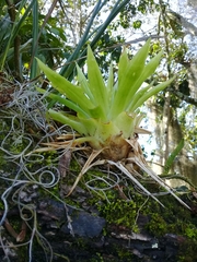 Vriesea