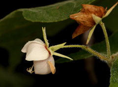 Dombeya pulchra