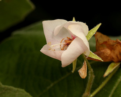 Dombeya pulchra