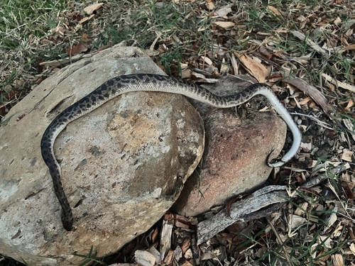 Spotted Python sighting