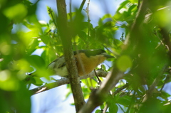 Telophorus olivaceus