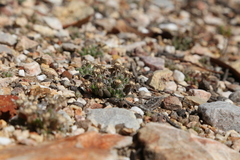 Trichodiadema marlothii