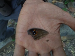 Melanitis leda ismene