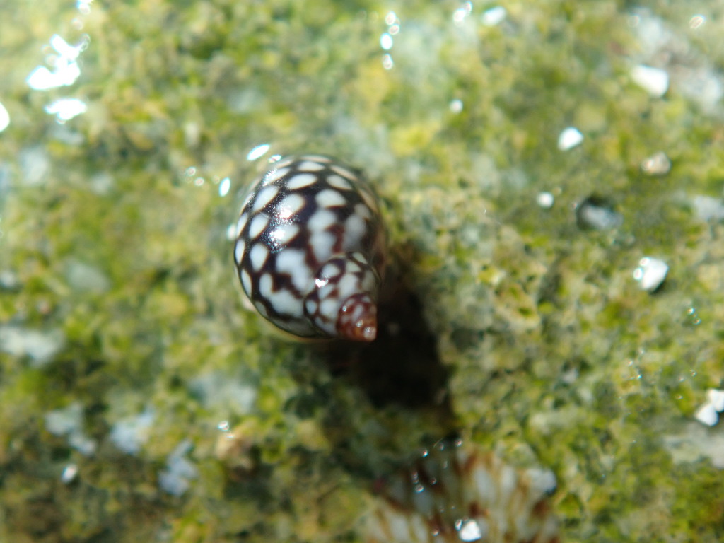 Spotted Periwinkle
