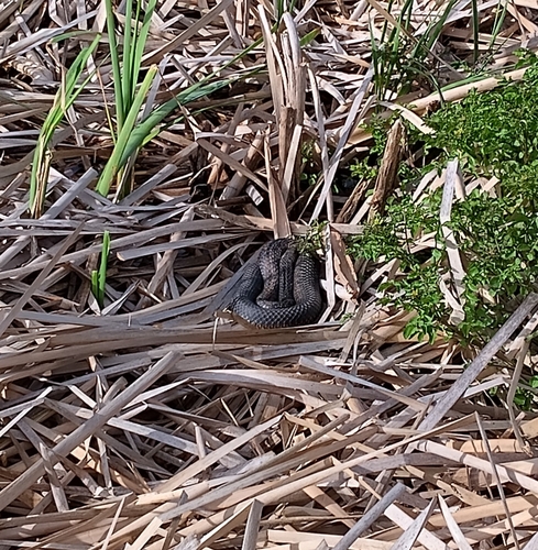 Lowlands Copperhead sighting