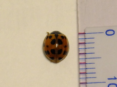 Harmonia axyridis