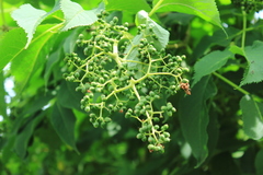 Sambucus kamtschatica