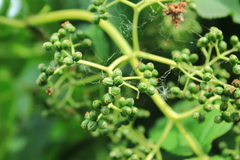 Sambucus kamtschatica