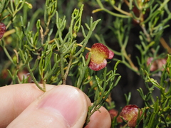 Dodonaea stenozyga, photograph (c) Thomas Mesaglio, some rights reserved (CC BY)