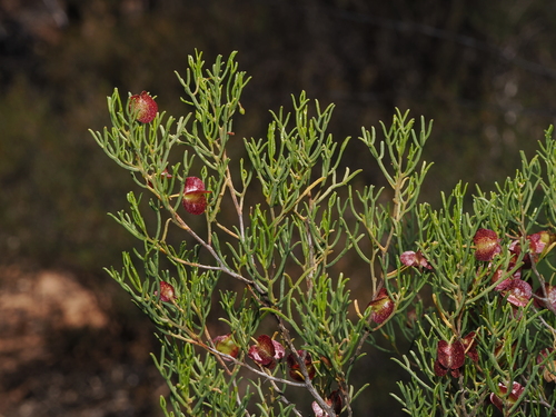 Desert Hop-Bush (Dodonaea stenozyga)