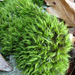 Boulder Broom Moss - Photo (c) Christopher Tracey, some rights reserved (CC BY-NC-SA), uploaded by Christopher Tracey