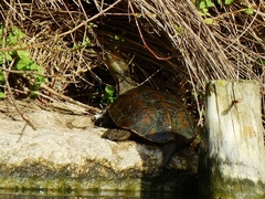 Mauremys leprosa leprosa