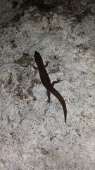 Sphaerodactylus altavelensis