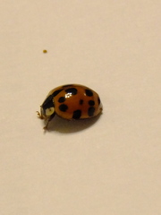 Harmonia axyridis