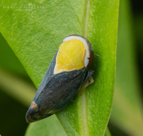 Microtartessus idyia observed 2025-10-24