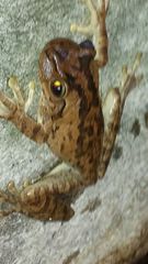 Osteopilus dominicensis