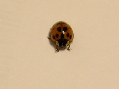 Harmonia axyridis