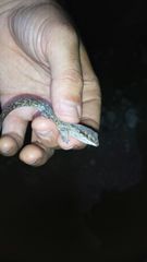 Aristelliger expectatus