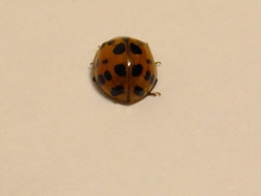 Harmonia axyridis