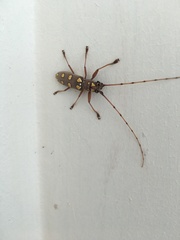 Olenecamptus siamensis