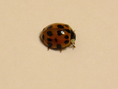 Harmonia axyridis
