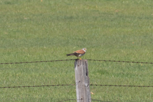Nankeen Kestrel