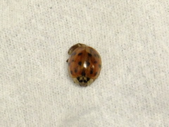 Harmonia axyridis