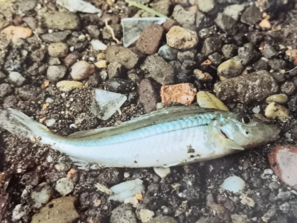 Schraetser (Gymnocephalus schraetser) — Percidae