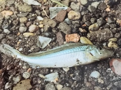 Gymnocephalus schraetser