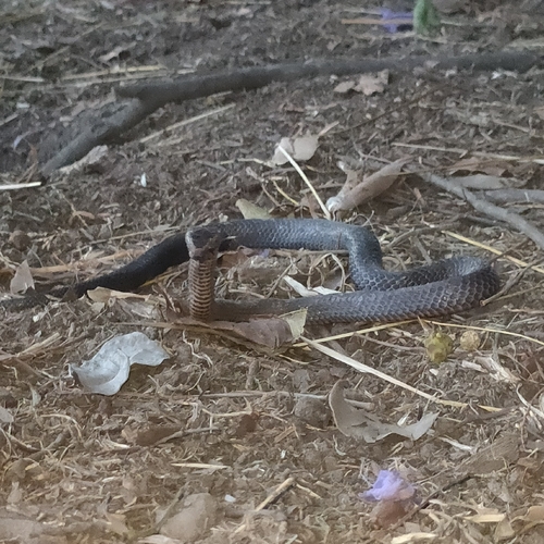 Golden-crowned Snake sighting