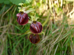 Ophrys mammosa